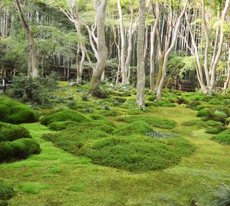 img_map_08 苔庭