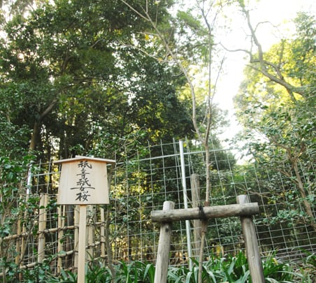 img_map_12 祇王寺祇女桜