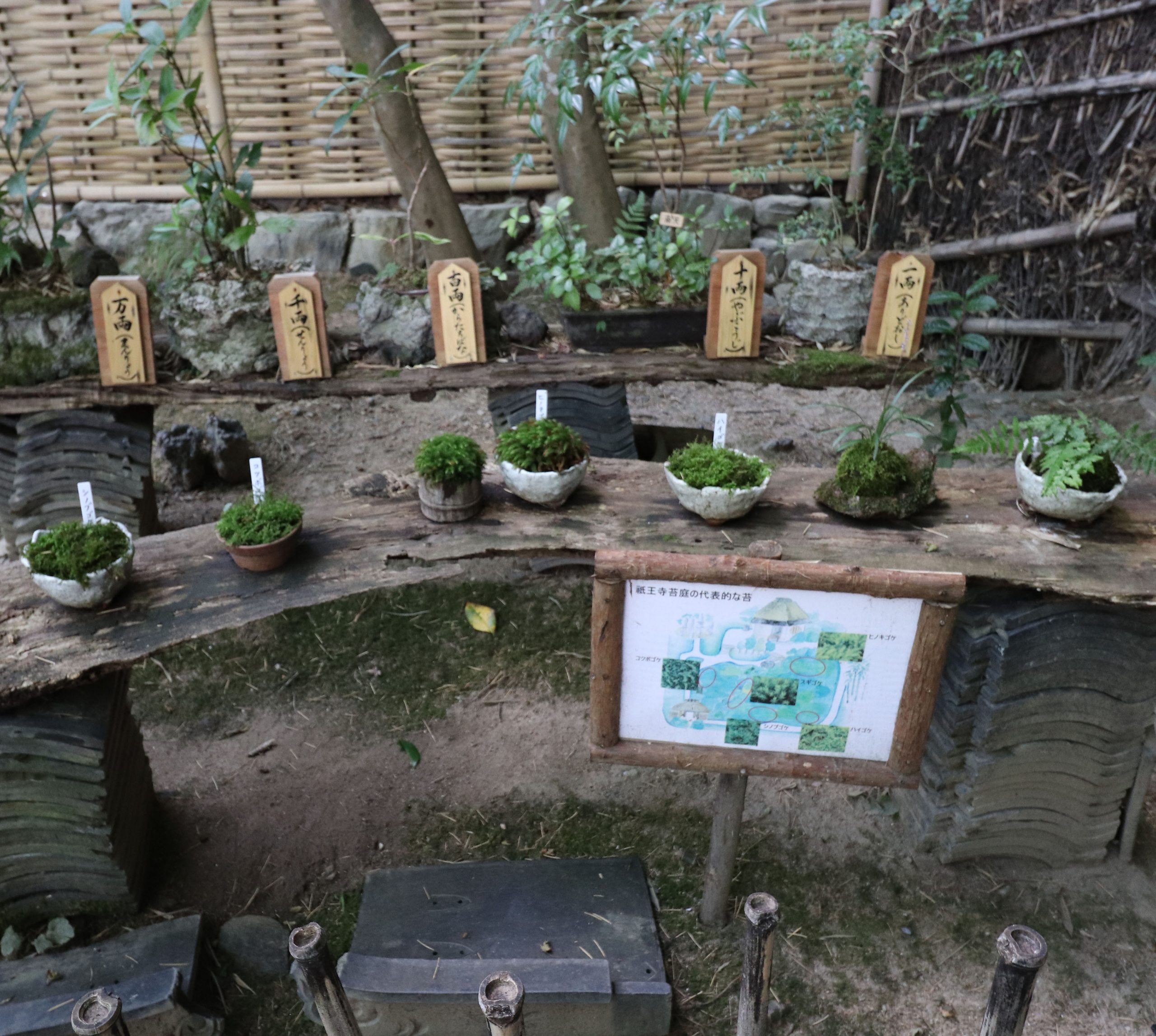 img_map_06 いろいろな種類の苔