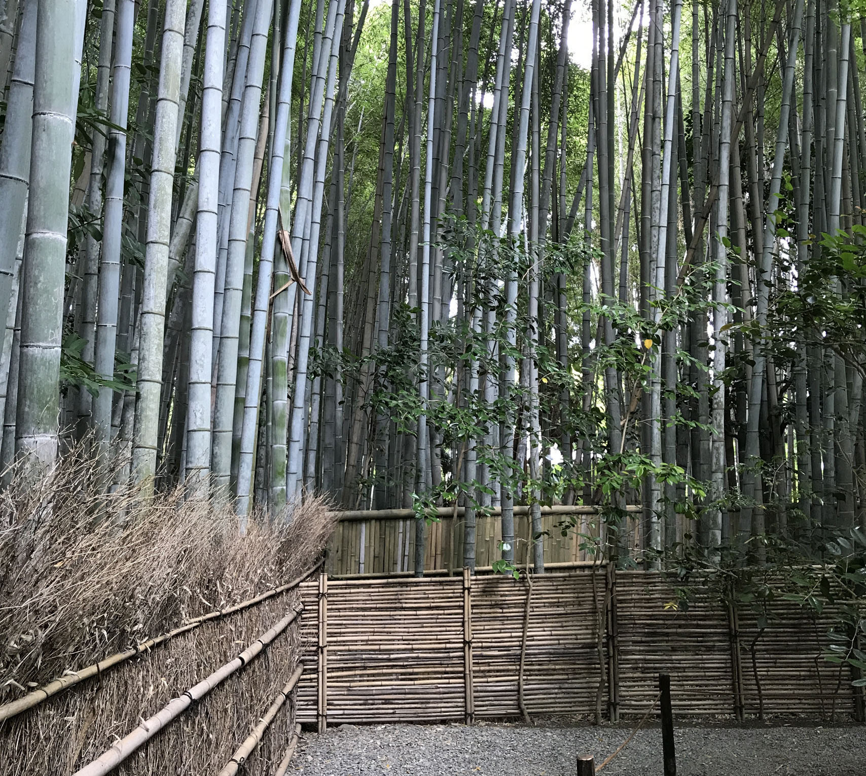 img_map_10 竹林に囲まれた参道